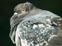 Close-up of a pigeon, snuggled down and fluffed up. It is against an almost-black background.