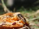 Close-up of a wasp feeding on some discarded food (maybe a sandwich?) on the ground. The wasp has cut out a chunk of the bread (or whatever it is) and is about to take it back to its nest.