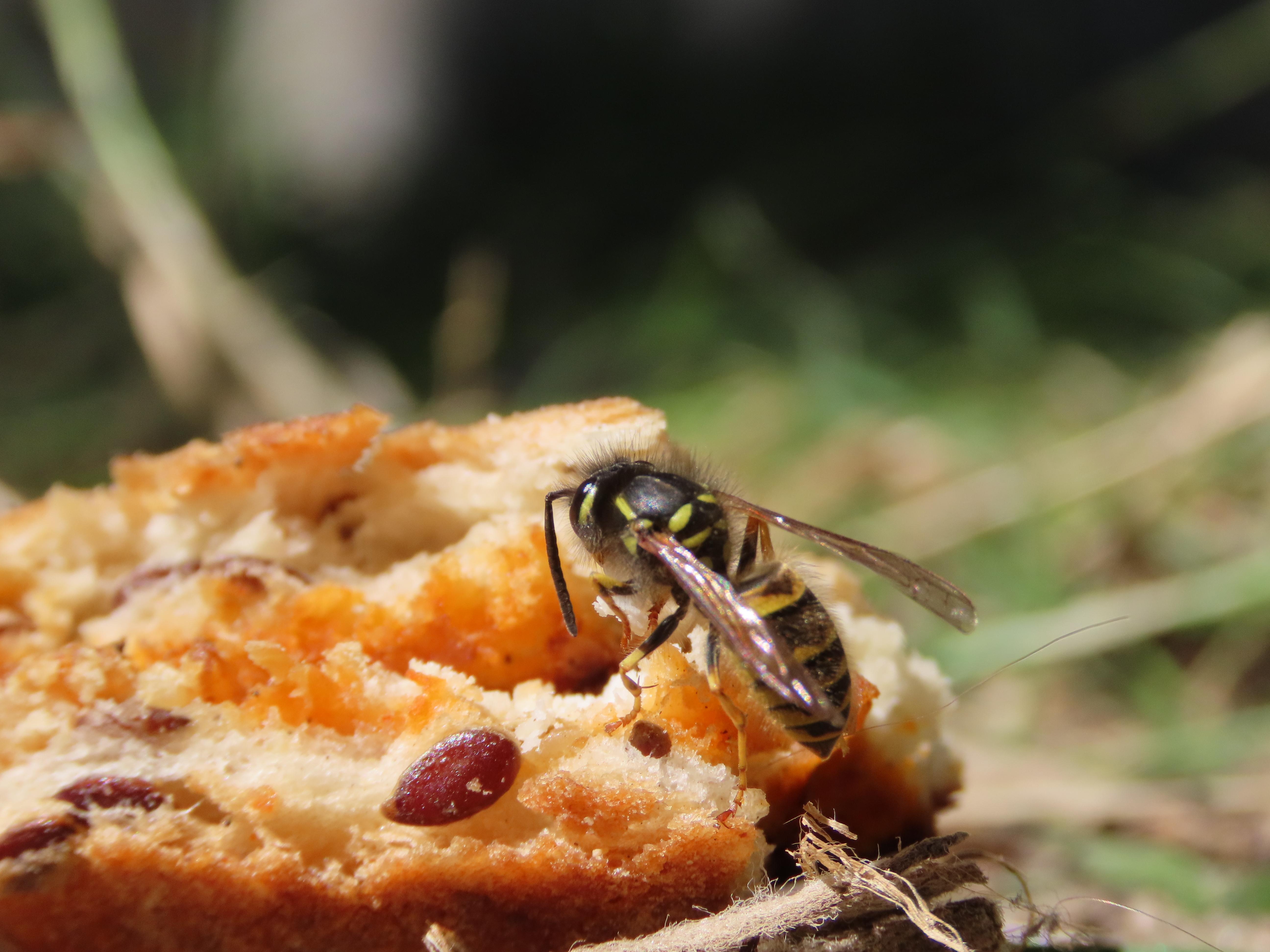 Close-up of a wasp feeding on some discarded food (maybe a sandwich?) on the ground. The wasp has cut out a chunk of the bread (or whatever it is) and is about to take it back to its nest.