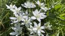 Close up of a cluster of small, white, six-petalled flowers