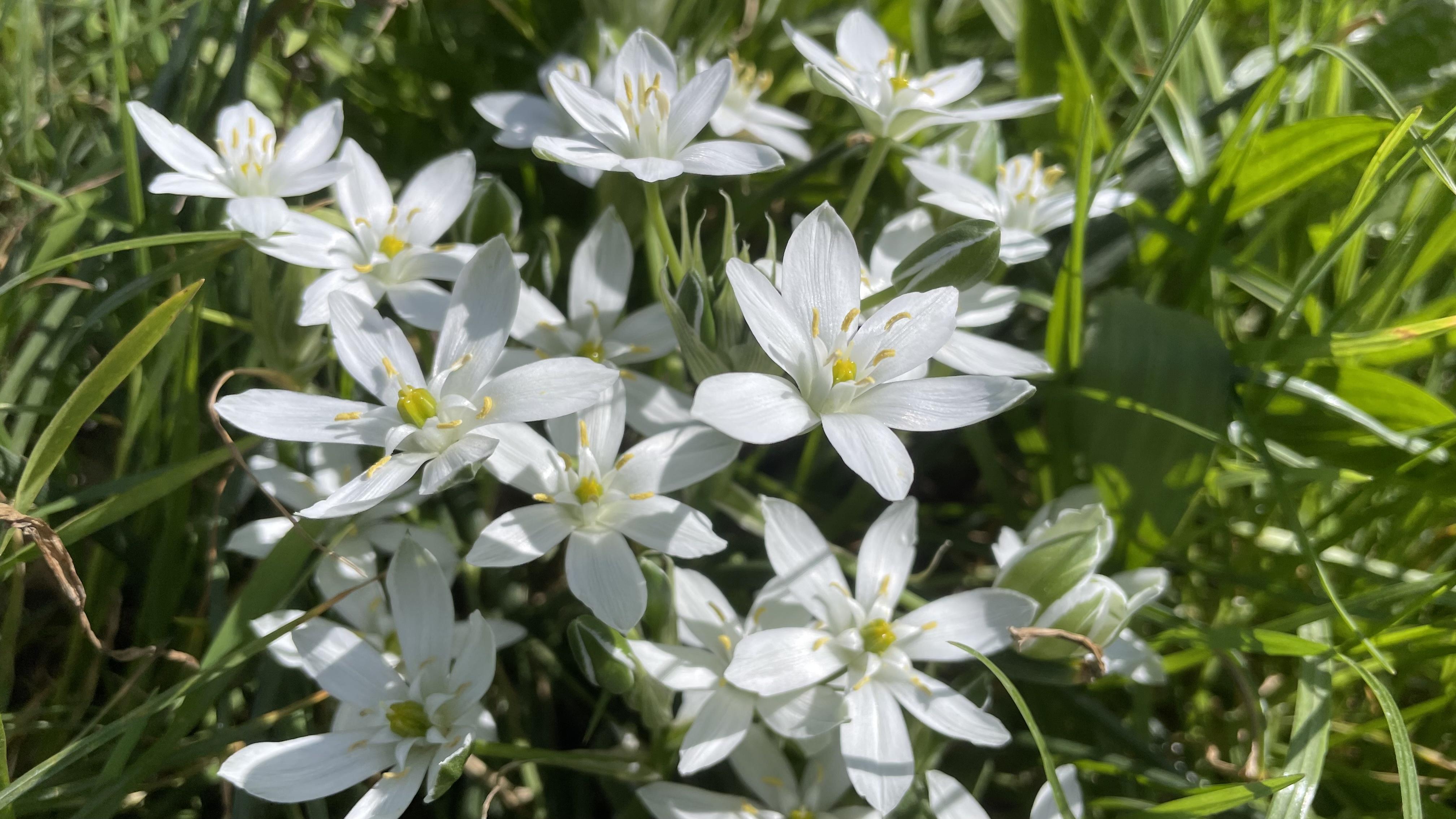 Close up of a cluster of small, white, six-petalled flowers