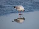 A gull, stood on the ice of a frozen lake. It is looking down at its own reflection in the ice. The ice is sufficiently clear and mirrored that the reflection of the bird is almost as clear an image as the bird itself, forming a kind of optical illusion.