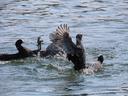 Two pairs of (probably all male, I expect) coots, fighting in the water.