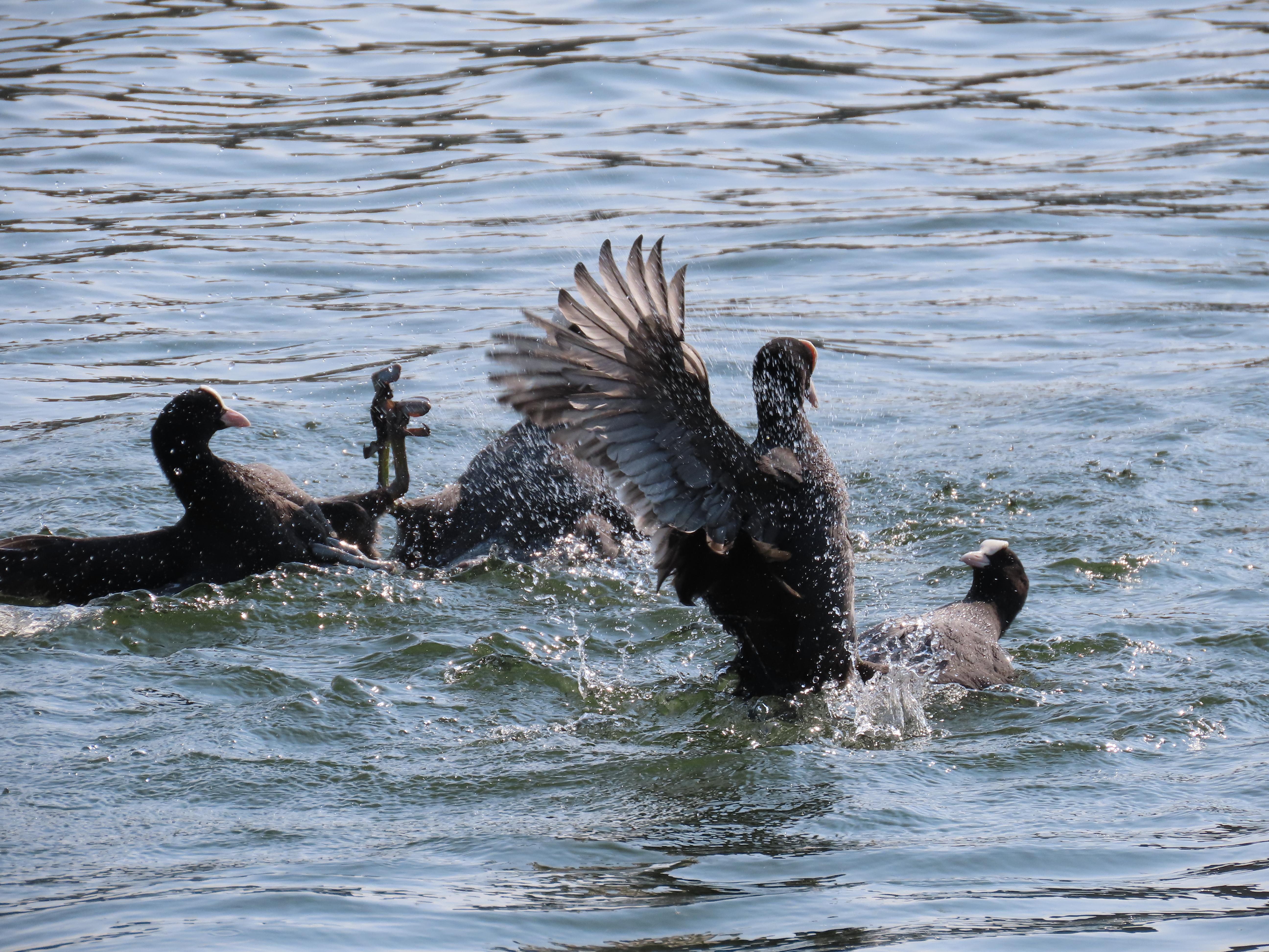 Two pairs of (probably all male, I expect) coots, fighting in the water.