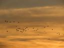 The frame is completely filled with cloud. It is sunset; at the top of the frame, the clouds are a grubby brown, and at the bottom, more a pale gold. Stretching all the way across the middle vertical one-third of the frame, a flock of about 40 gulls in silhouette, flying to frame-left.