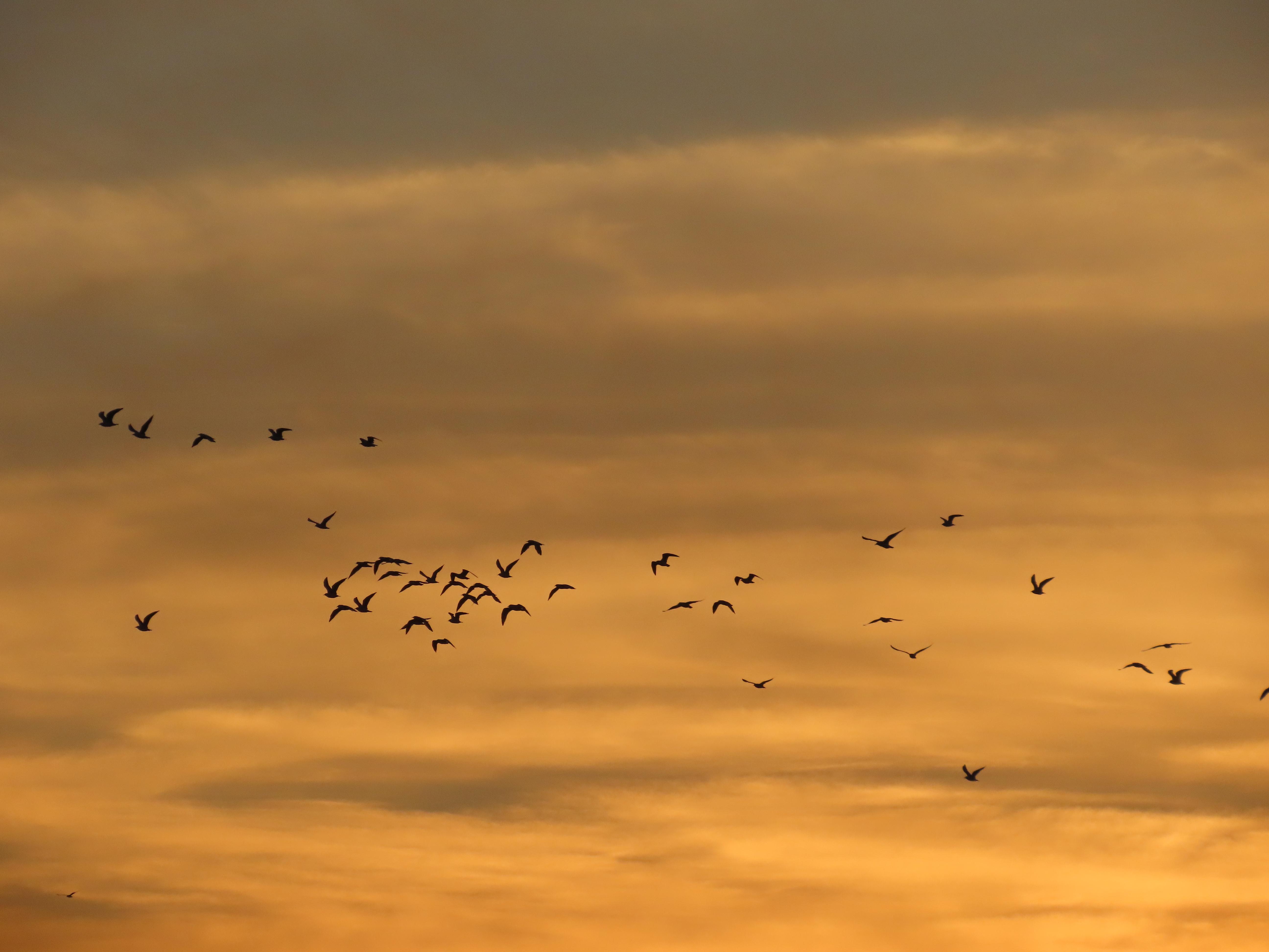 The frame is completely filled with cloud. It is sunset; at the top of the frame, the clouds are a grubby brown, and at the bottom, more a pale gold. Stretching all the way across the middle vertical one-third of the frame, a flock of about 40 gulls in silhouette, flying to frame-left.