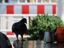 Pigeon in silhouette, stood on the edge of a vacant table at a street cafe.