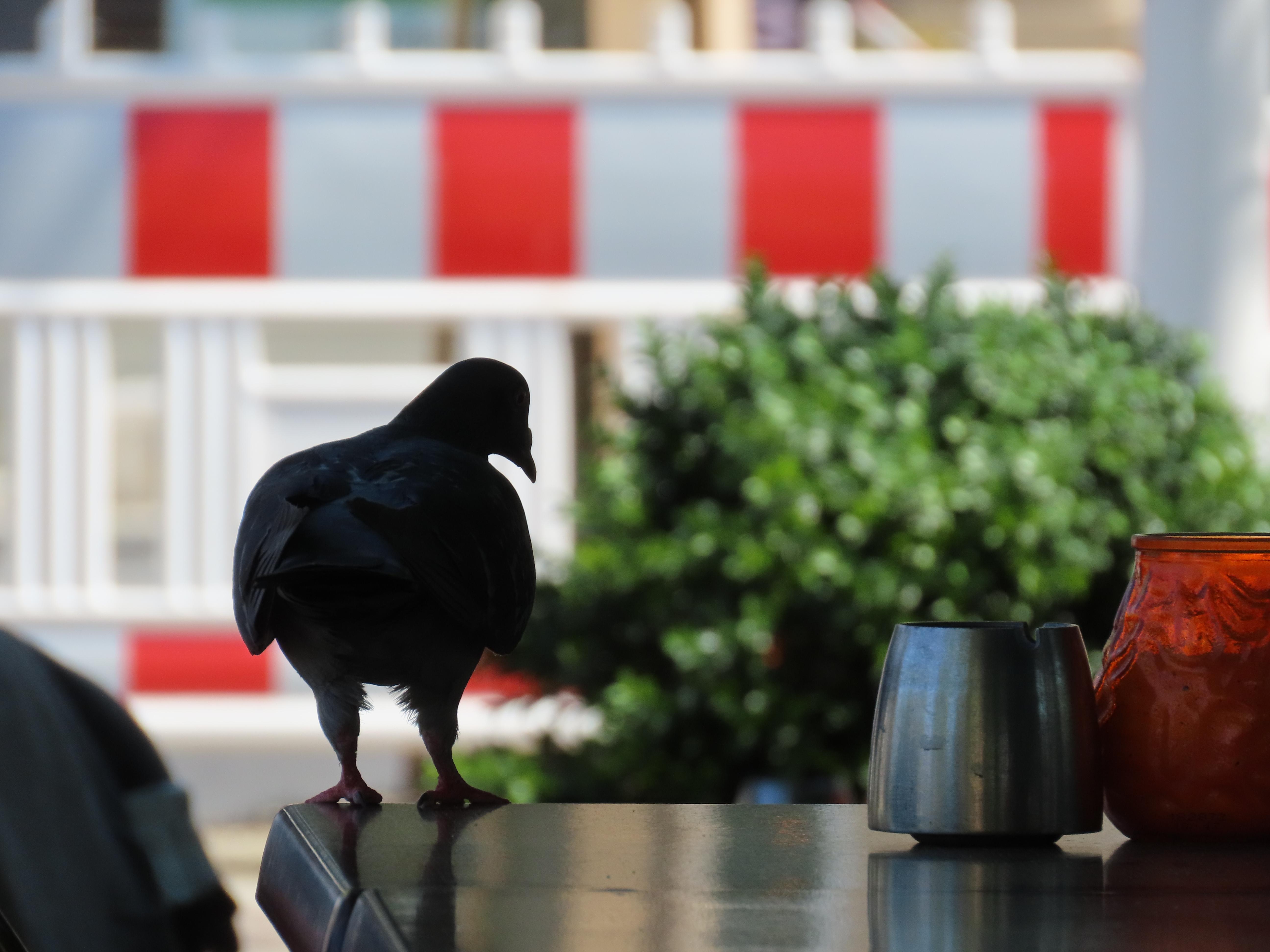 Pigeon in silhouette, stood on the edge of a vacant table at a street cafe.