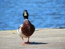 Low-angle shot of a male mallard some decking, walking directly towards the camera. Blurred water fills the background.