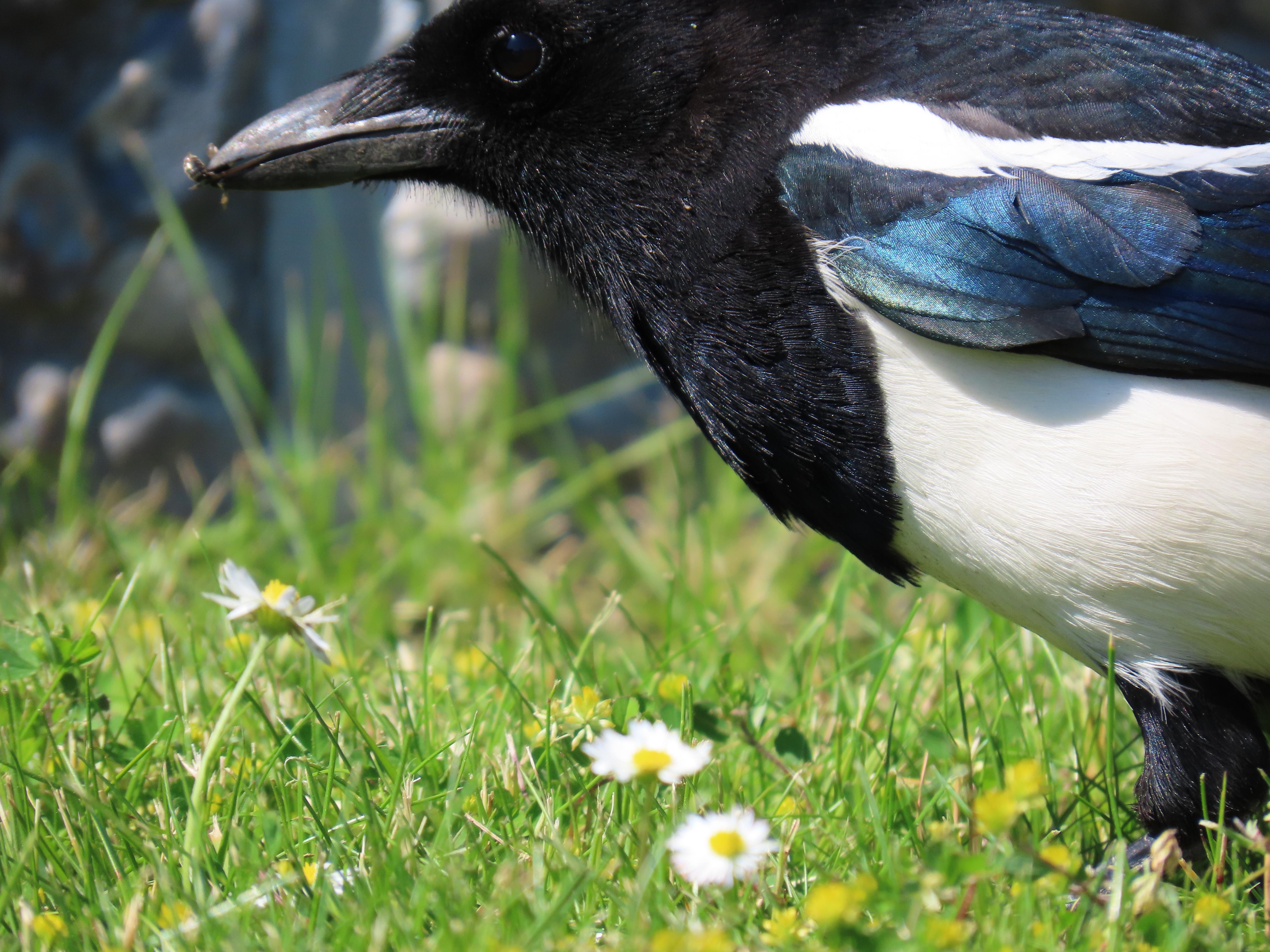 Close up of a magpie standing in grass. It has caught an insect — possibly a flying ant.