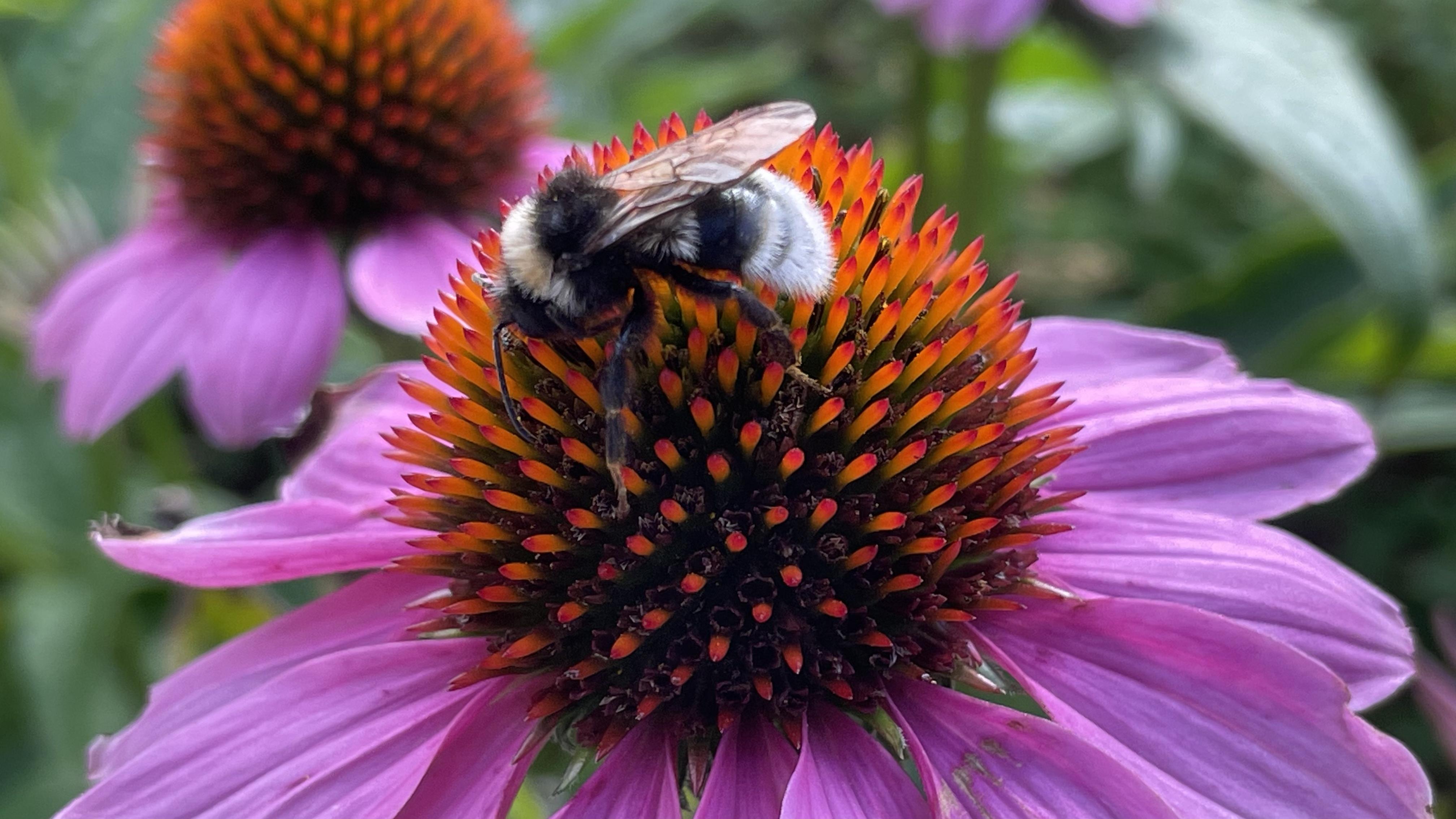 Closeup of a bee stood on a flower. The flower has pink almond-shaped petals surrounding a central ball of orange stamens (?), upon which the bee stands.