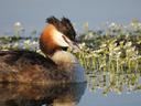 A close-up of great crested grebe, on the surface of very calm water. Just behind the bird, and filling the width of the frame, is a bed of daisy-like aquatic flowers. The calm water reflects both in a pleasing manner.
