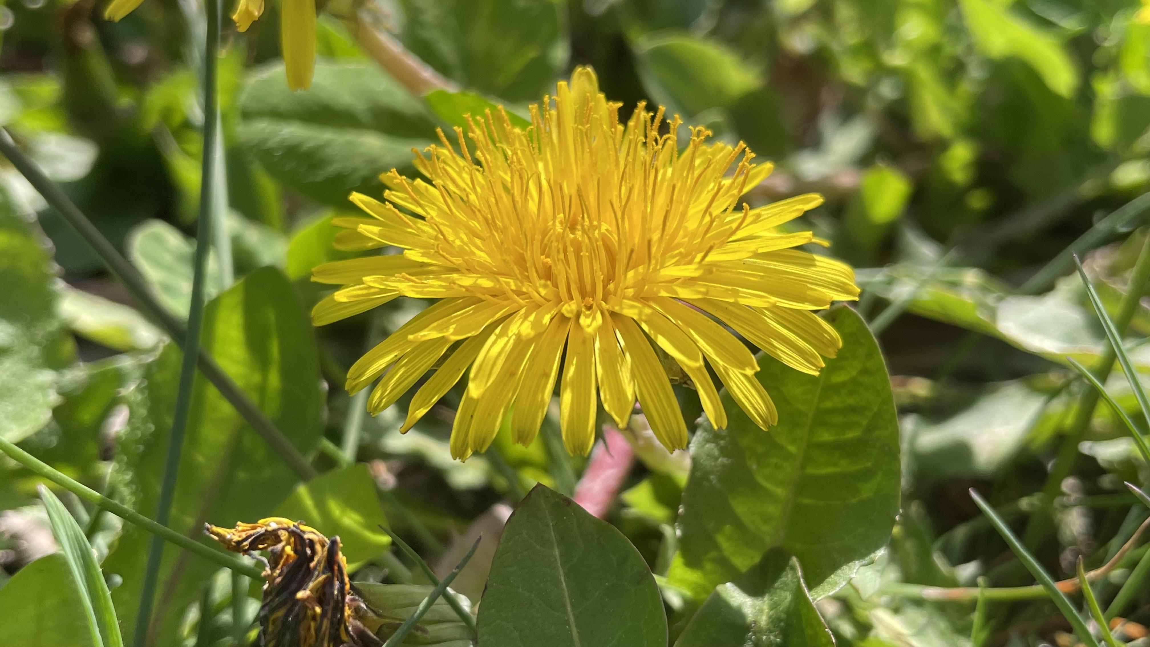 Close up of a dandelion in flower