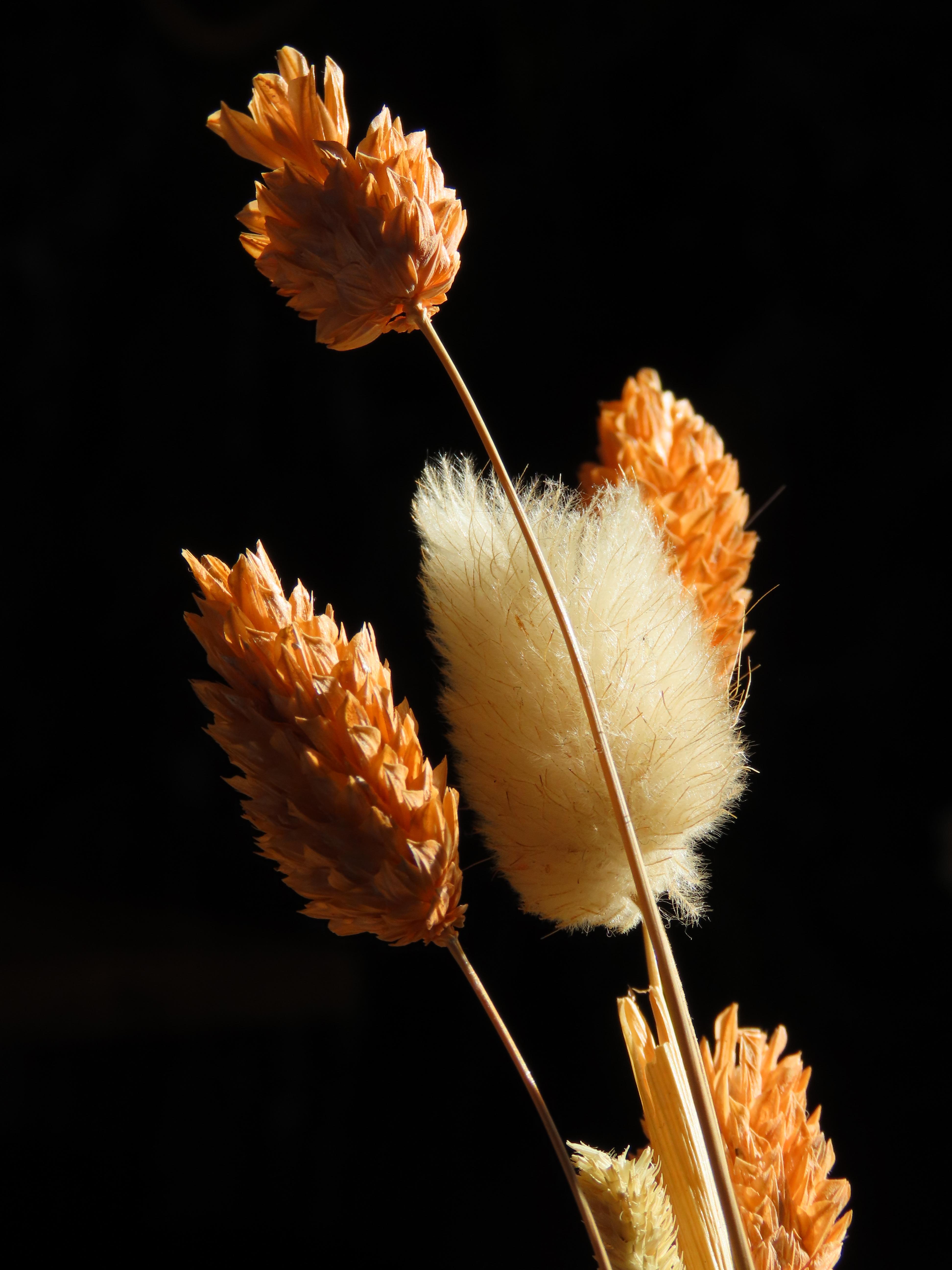 Close-up of some dried flowers against a black background.