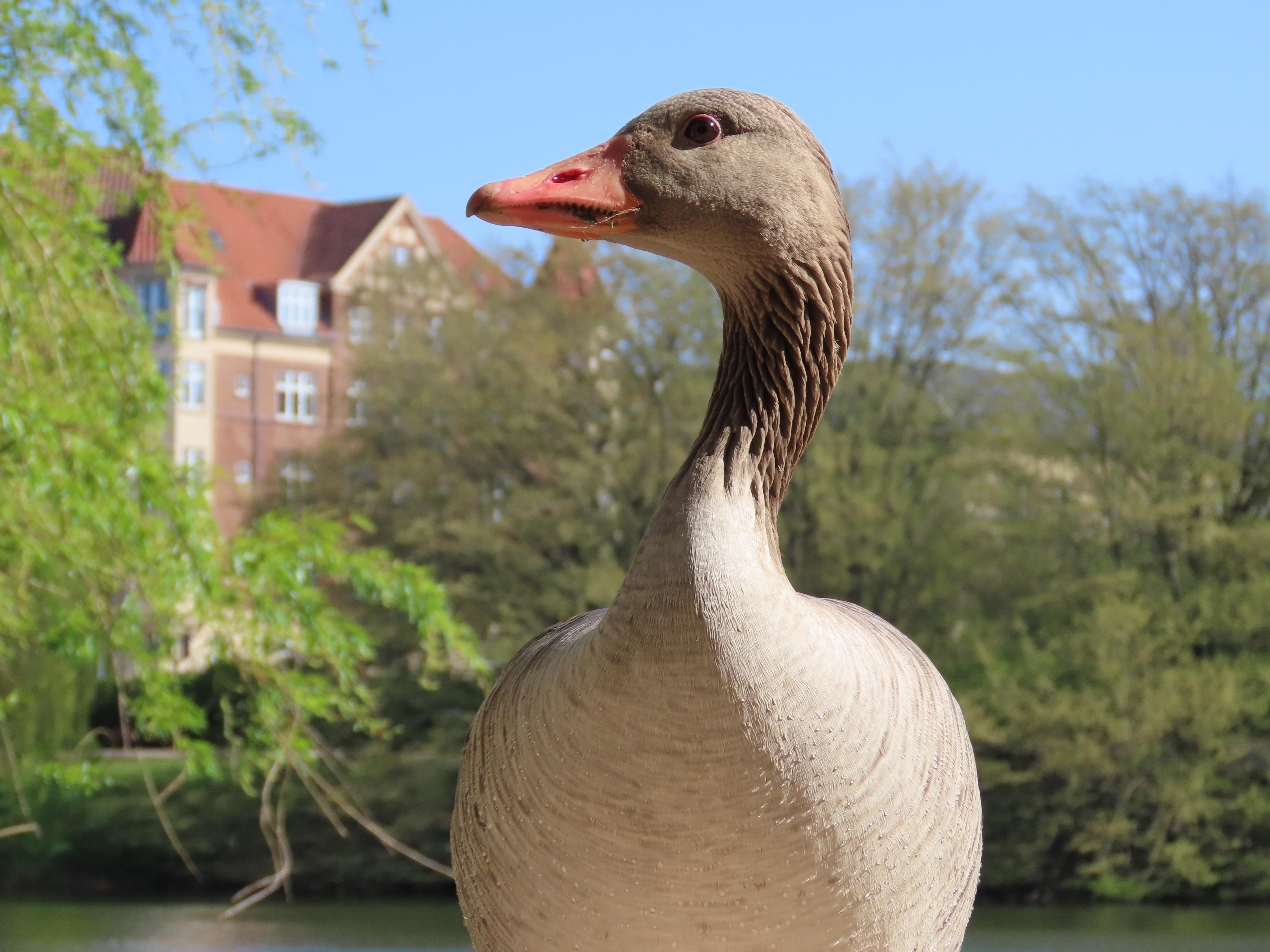 Close-up low-angle shot of a greylag goose, standing, with its head held high. In the background we see part a lake, and the trees on the opposite bank. Beyond that, a 4–5 storey red brick residential building with a tiled roof.
