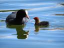 A parent coot and its chick, on the water