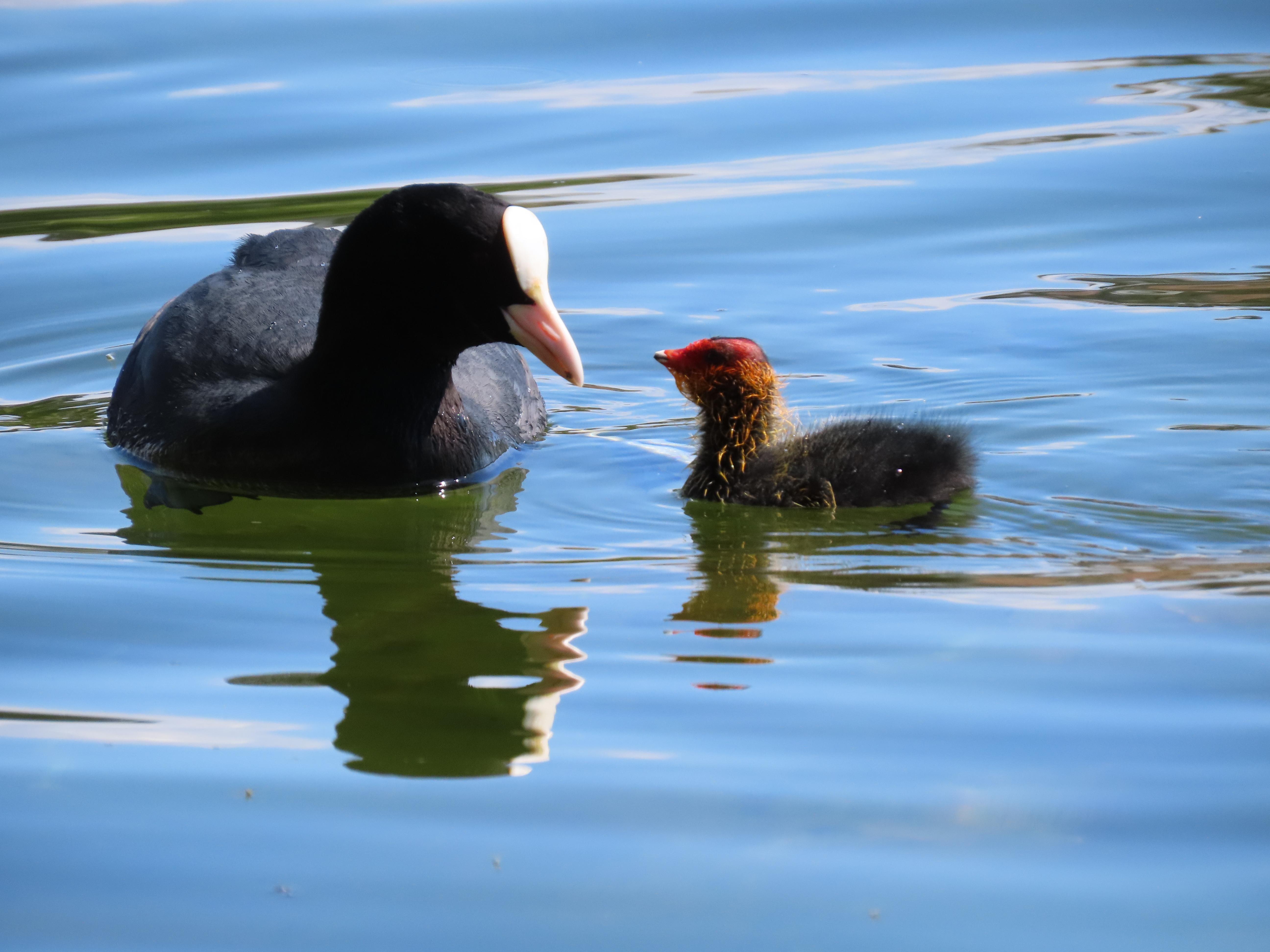A parent coot and its chick, on the water