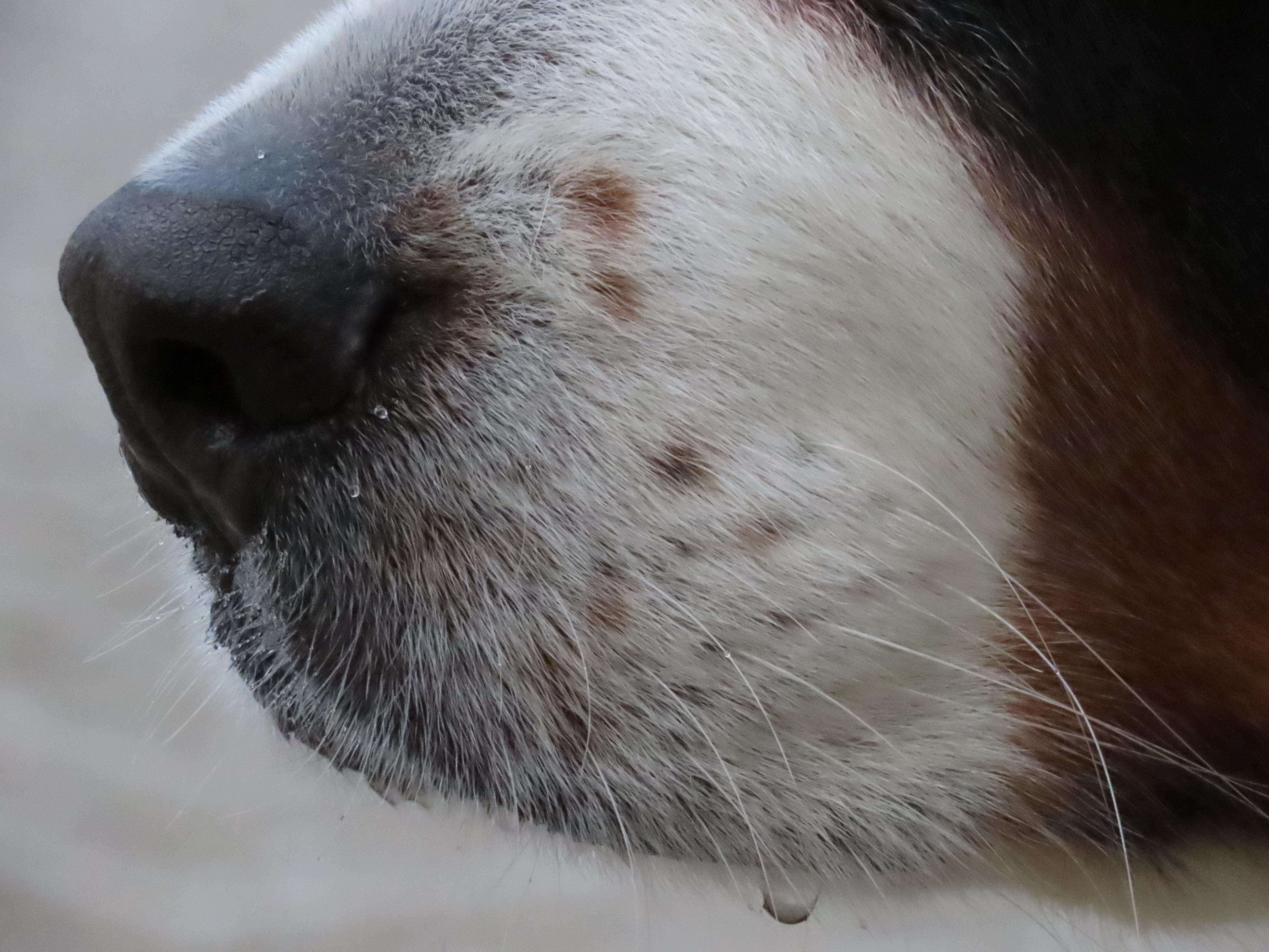 Close-up of the nose and muzzle of a Bernese mountain dog. As well as some much smaller droplets, one particularly large drop of water / saliva hangs, ready to fall.