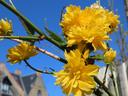 Against a bright clear blue sky, some sort of bush-tree-thing with large untidy clusters of yellow flowers.