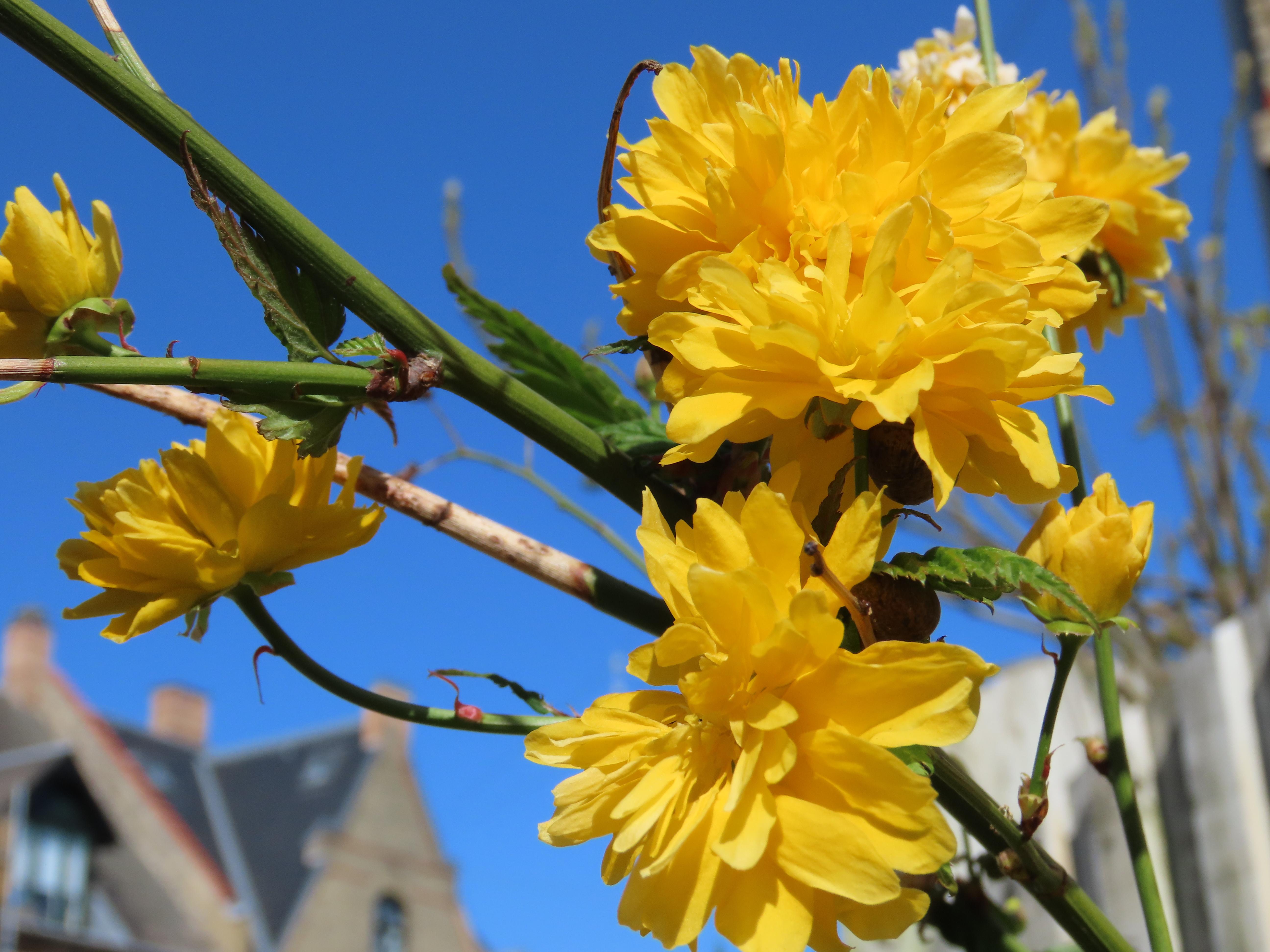 Against a bright clear blue sky, some sort of bush-tree-thing with large untidy clusters of yellow flowers.