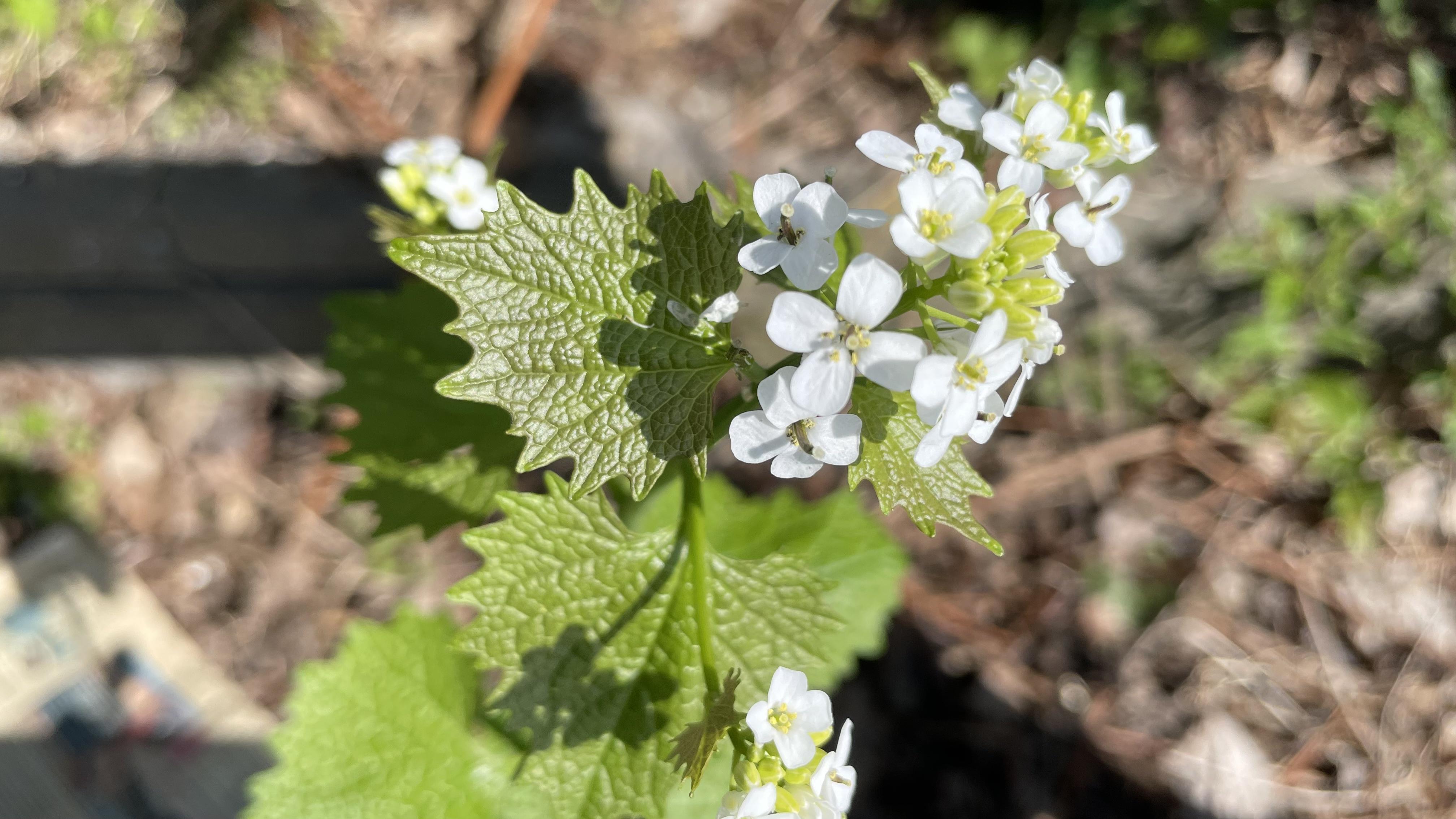 Close up of a stinging nettle in flower